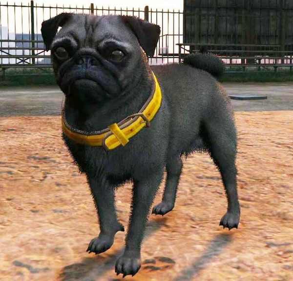 Carlin GTA Online : où trouver cette race de chien pour le défi de photographie ?