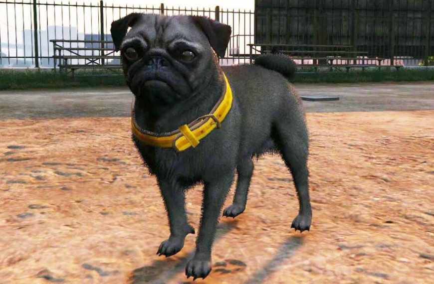 Carlin GTA Online : où trouver cette race de chien pour le défi de photographie ?