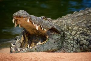 Le malware Crocodilus est de retour avec une nouvelle tactique redoutable