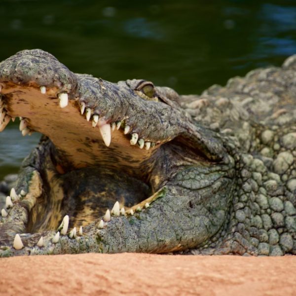 Le malware Crocodilus est de retour avec une nouvelle tactique redoutable