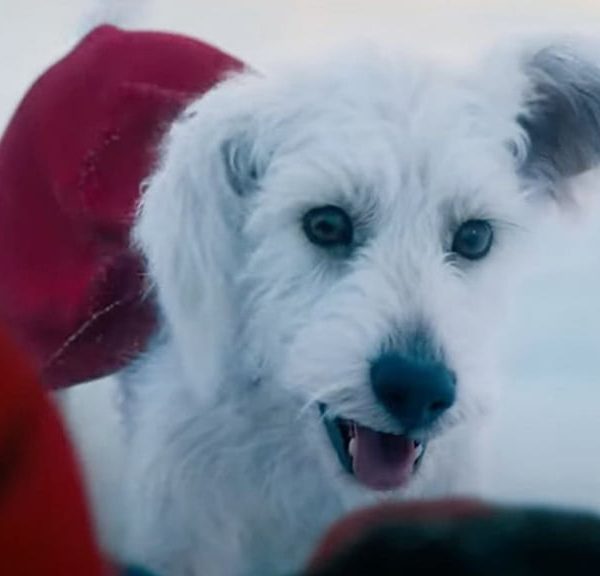Krypto, le super-chien de Superman cartonne au cinéma, mais aussi sur Netflix avec un autre film !