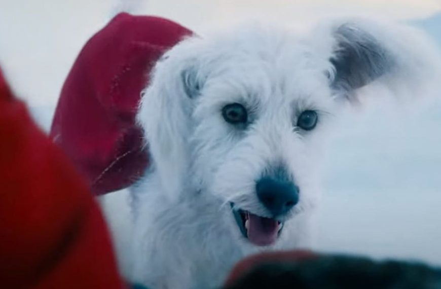 Krypto, le super-chien de Superman cartonne au cinéma, mais aussi sur Netflix avec un autre film !