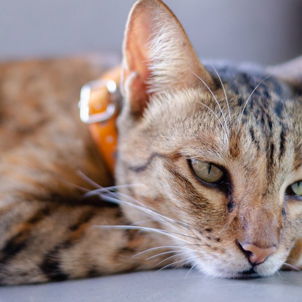 Ce collier connecté pour chats vous dit si votre boule de poils se sent stressée