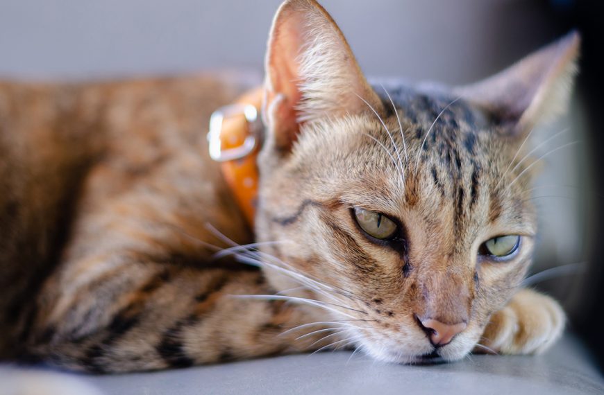 Ce collier connecté pour chats vous dit si votre boule de poils se sent stressée