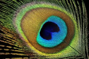 On sait désormais faire des lasers avec des plumes et c’est plus utile que vous ne le pensez