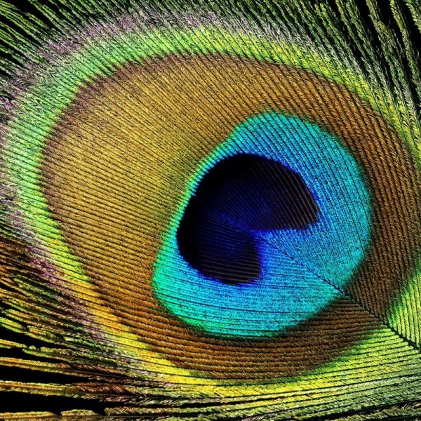 On sait désormais faire des lasers avec des plumes et c’est plus utile que vous ne le pensez