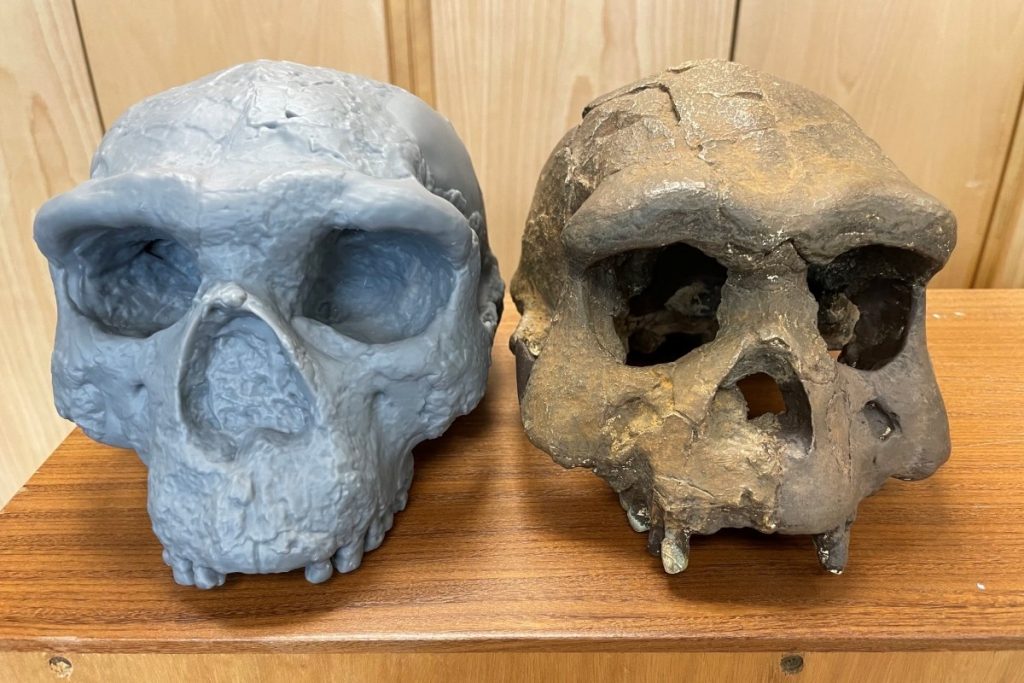 L’étude de ce crâne vieux d’un million d’années remet en question l’histoire de l’Humanité