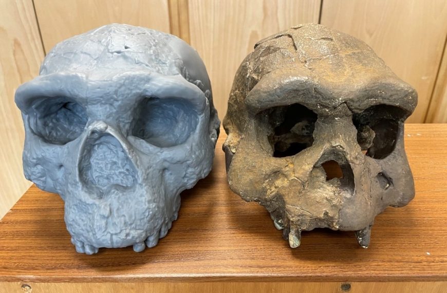 L’étude de ce crâne vieux d’un million d’années remet en question l’histoire de l’Humanité