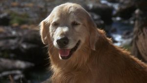 32 ans après sa sortie, ce film d’aventure merveilleux mérite d’être revu : il a bercé tous les enfants nés dans les années 90 !