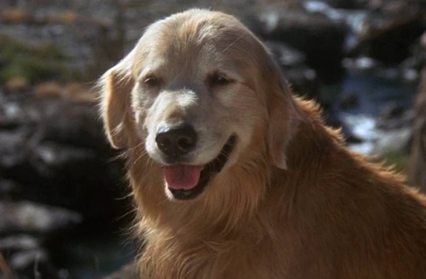 32 ans après sa sortie, ce film d’aventure merveilleux mérite d’être revu : il a bercé tous les enfants nés dans les années 90 !