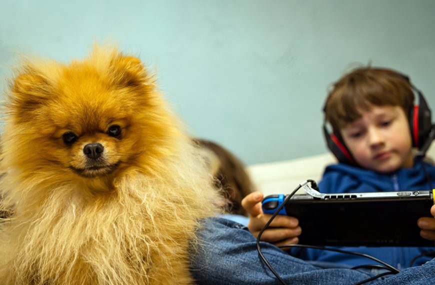 Gemini pour Google Home débarque chez les premiers utilisateurs, leur chien n’a plus de secrets !