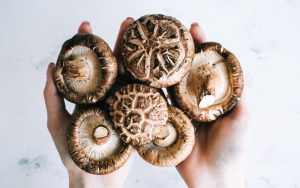 Cet ordinateur fonctionne grâce à des champignons, comment est-ce possible ?