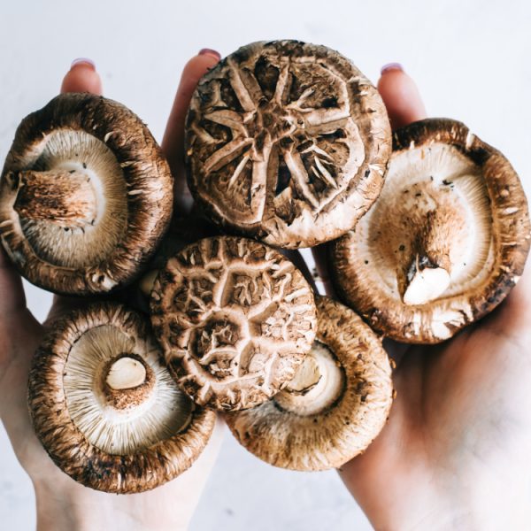 Cet ordinateur fonctionne grâce à des champignons, comment est-ce possible ?