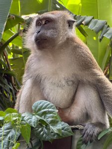 Des scientifiques ont réussi à INVERSER le vieillissement