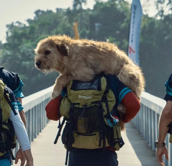 Amazon Prime : ce film d’aventure noté 97% par le public va vous bouleverser, vous allez encore plus aimer les chiens après l’avoir vu !