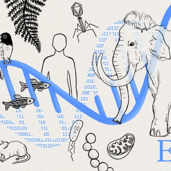 Evo 2 – L'IA qui écrit de l'ADN fonctionnel