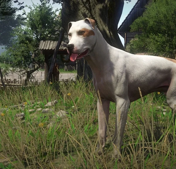 Cabot Kingdom Come Deliverance 2 : Comment récupérer son chien ?