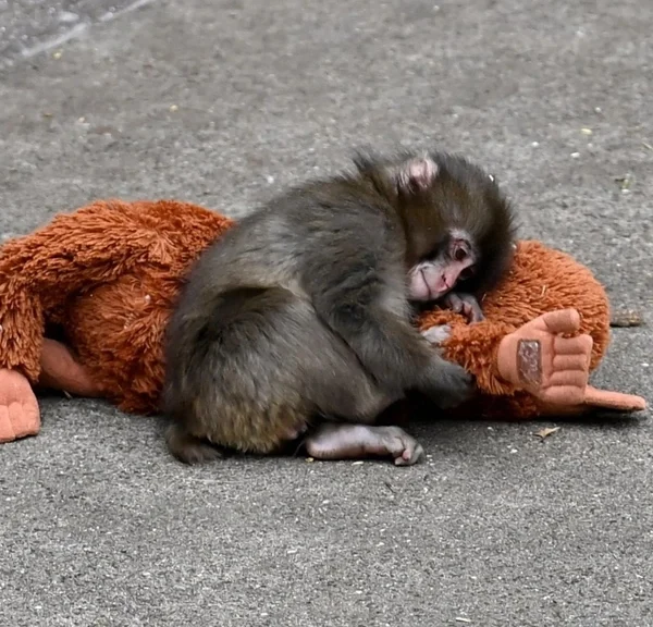 Vous avez été touché par ce pauvre petit singe avec sa peluche ? Faites lui prendre sa revanche : c'est gratuit !