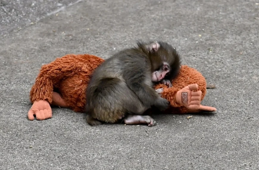 Vous avez été touché par ce pauvre petit singe avec sa peluche ? Faites lui prendre sa revanche : c'est gratuit !