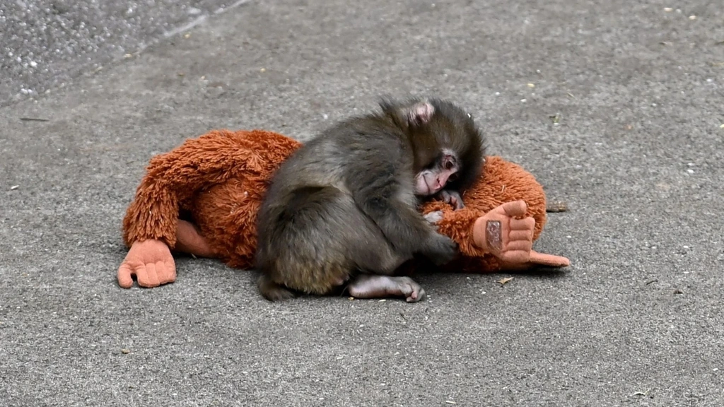 Vous avez été touché par ce pauvre petit singe avec sa peluche ? Faites lui prendre sa revanche : c'est gratuit !