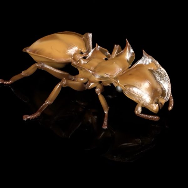 AntScan : ils utilisent un accélérateur de particules pour scanner 2 000 fourmis