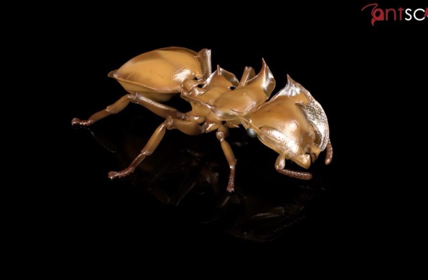 AntScan : ils utilisent un accélérateur de particules pour scanner 2 000 fourmis