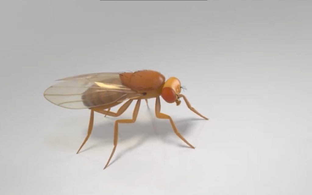 Le cerveau d’une mouche a-t-il vraiment été transféré dans un ordinateur ? La réalité est bien plus complexe