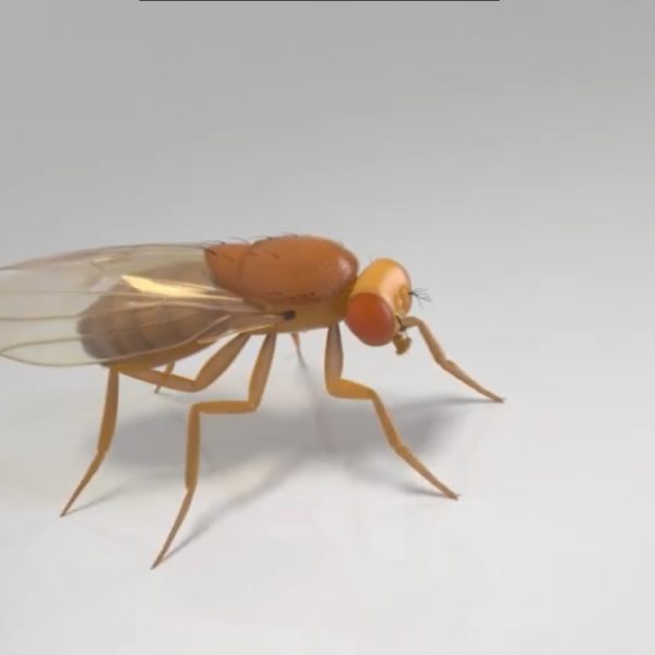 Le cerveau d’une mouche a-t-il vraiment été transféré dans un ordinateur ? La réalité est bien plus complexe