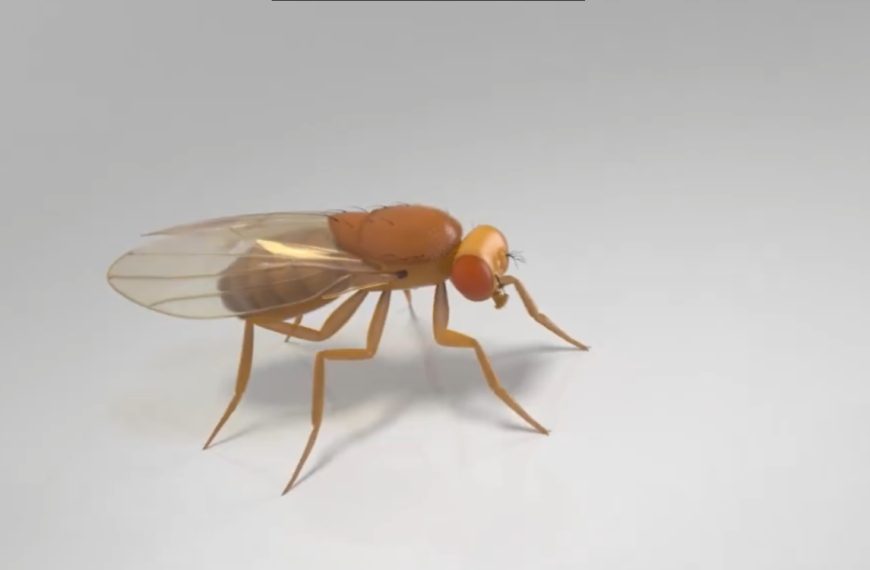 Le cerveau d’une mouche a-t-il vraiment été transféré dans un ordinateur ? La réalité est bien plus complexe