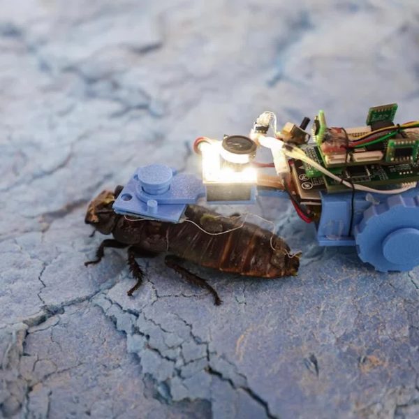 Des cafards cyborg pour inspecter les canalisations, bienvenue en 2026