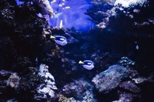 Le Port de Barcelone créé un jumeau numérique de ses fonds marins