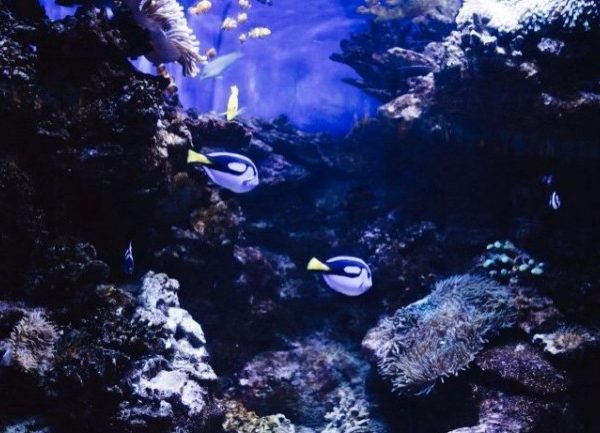 Le Port de Barcelone créé un jumeau numérique de ses fonds marins