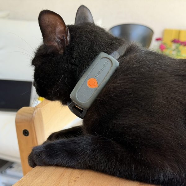 Test du Weenect Chat XS, le collier GPS qui localise mon chat au mètre près