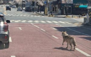 Un loup s'échappe en Corée du Sud, et l'IA vient mettre le bordel dans sa capture