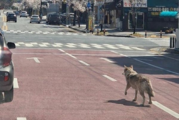 Un loup s'échappe en Corée du Sud, et l'IA vient mettre le bordel dans sa capture