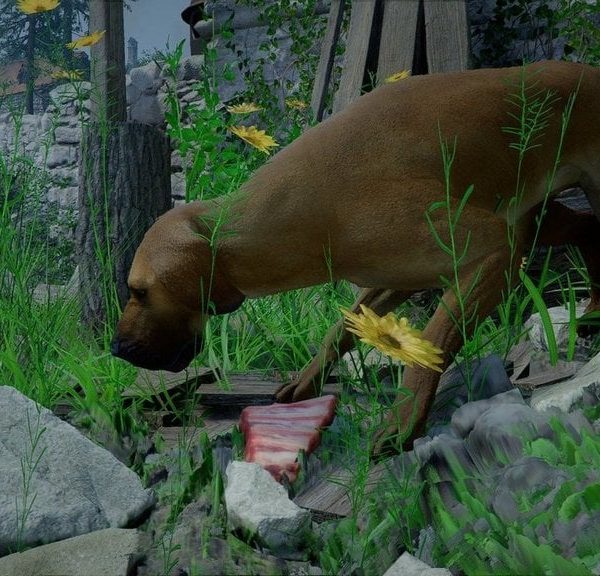 Des crocs sans maître Crimson Desert : comment emmener le chien sans maître ?