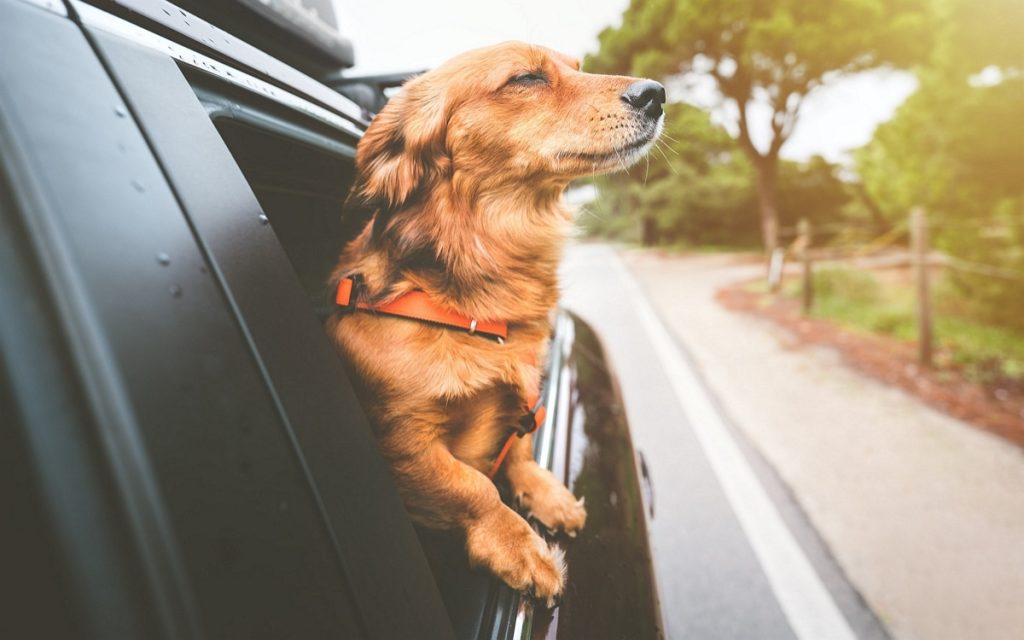 Votre chien va-t-il bien ? Samsung pense pouvoir répondre avec l’IA