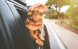 Votre chien va-t-il bien ? Samsung pense pouvoir répondre avec l’IA