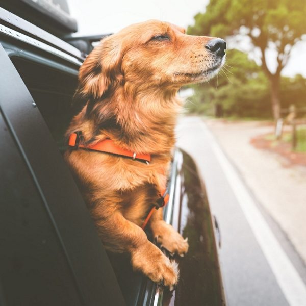 Votre chien va-t-il bien ? Samsung pense pouvoir répondre avec l’IA