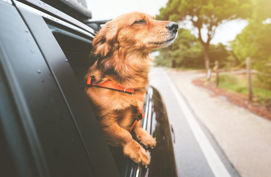 Votre chien va-t-il bien ? Samsung pense pouvoir répondre avec l’IA