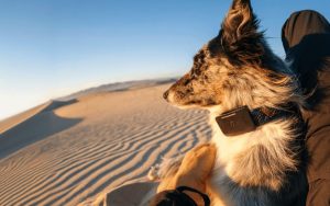 Starlink : ce traceur pour chien est le premier à intégrer le réseau de satellites d’Elon Musk (et il est au poil)