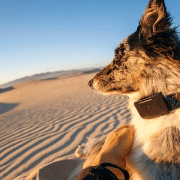Starlink : ce traceur pour chien est le premier à intégrer le réseau de satellites d’Elon Musk (et il est au poil)