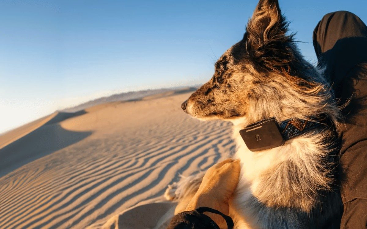 Starlink : ce traceur pour chien est le premier à intégrer le réseau de satellites d’Elon Musk (et il est au poil)