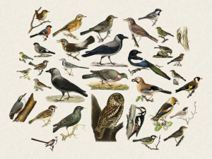 Fugleramme – Le cadre qui dessine les oiseaux qu'il entend