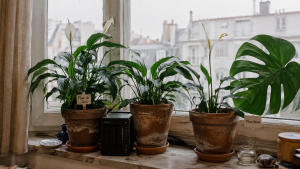 HortusFox – Le carnet de bord partagé de vos plantes